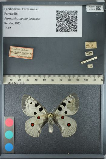Media type: image;   Entomology 175182